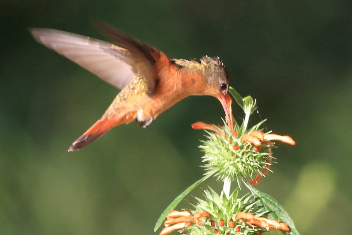 Cinnamon Hummingbird - ML197823231