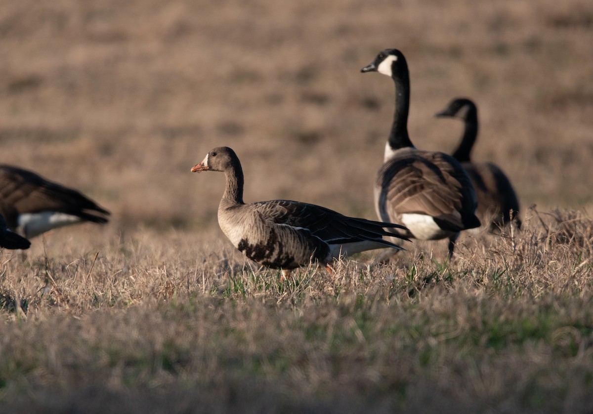 Greater White-fronted Goose - ML197823911