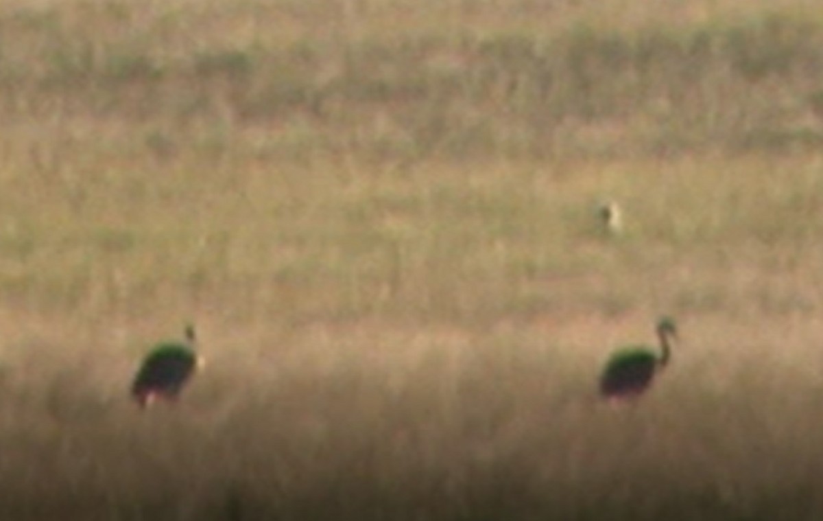 Орог тогоруу - ML197824041