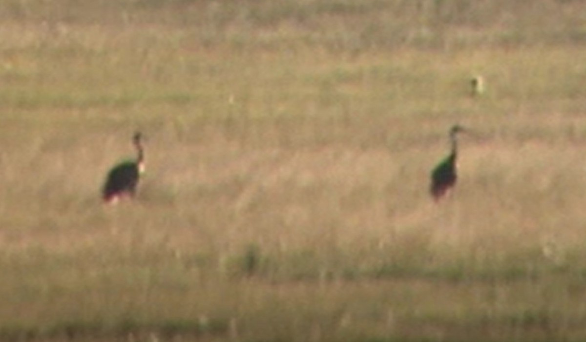 Орог тогоруу - ML197824091