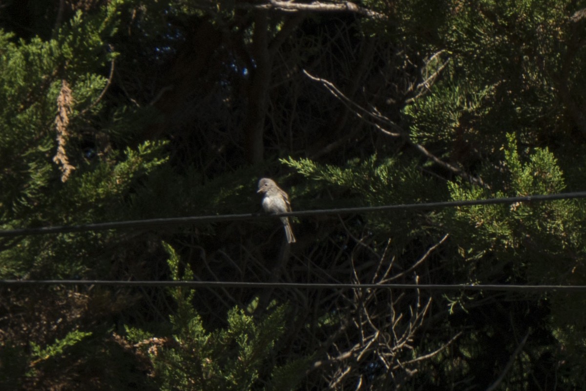 Gray Flycatcher - Joey Negreann