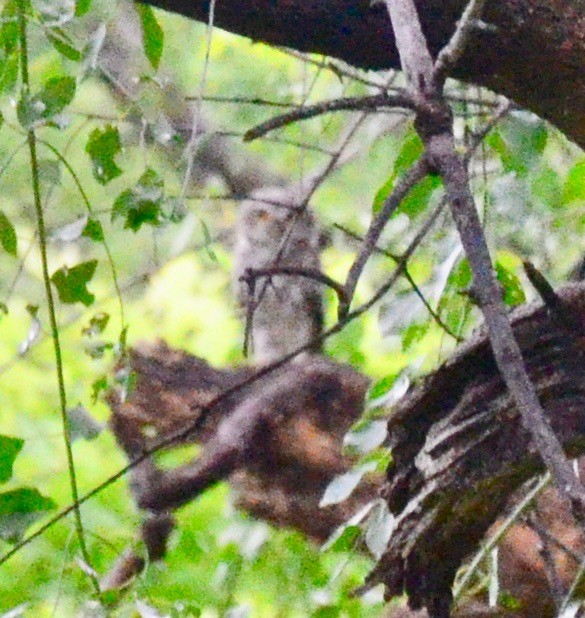 Spotted Owlet - Vinobha Pannerselvam