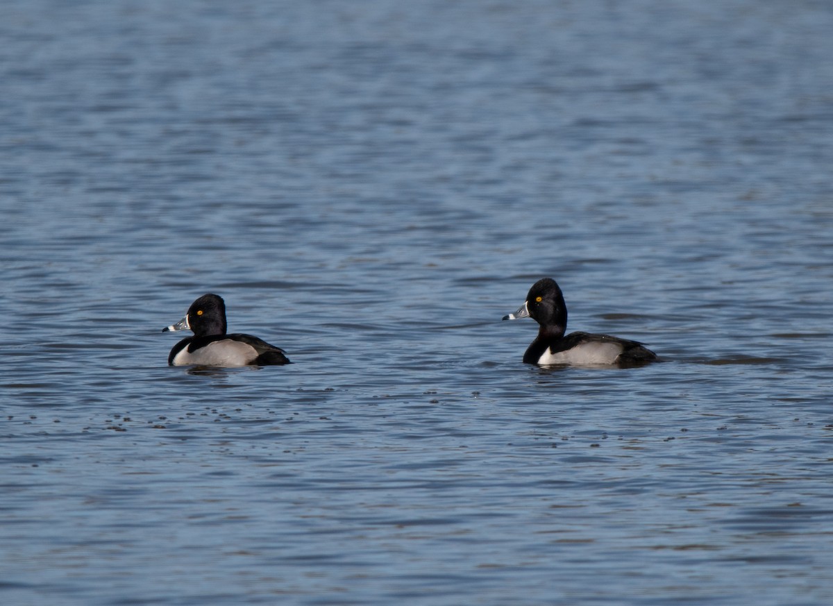 Ring-necked Duck - ML197824981