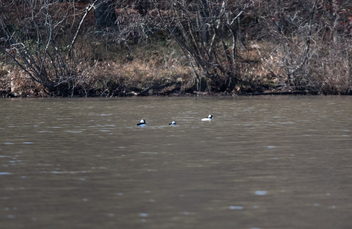 Bufflehead - ML197825001