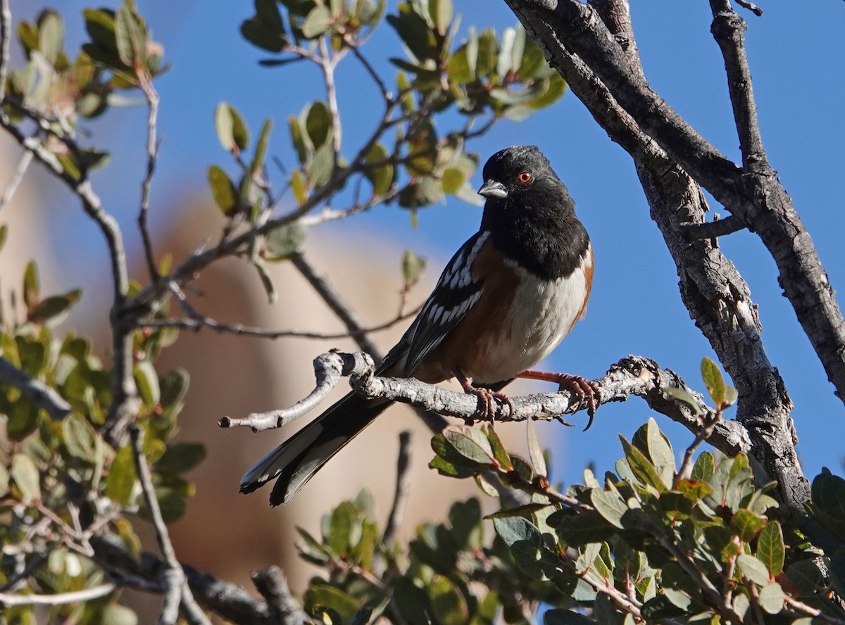 Spotted Towhee - ML197825271