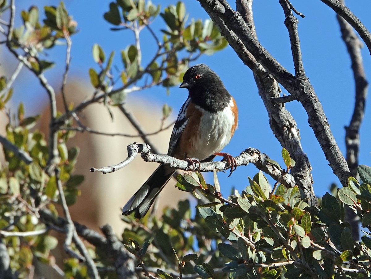 Spotted Towhee - ML197825281