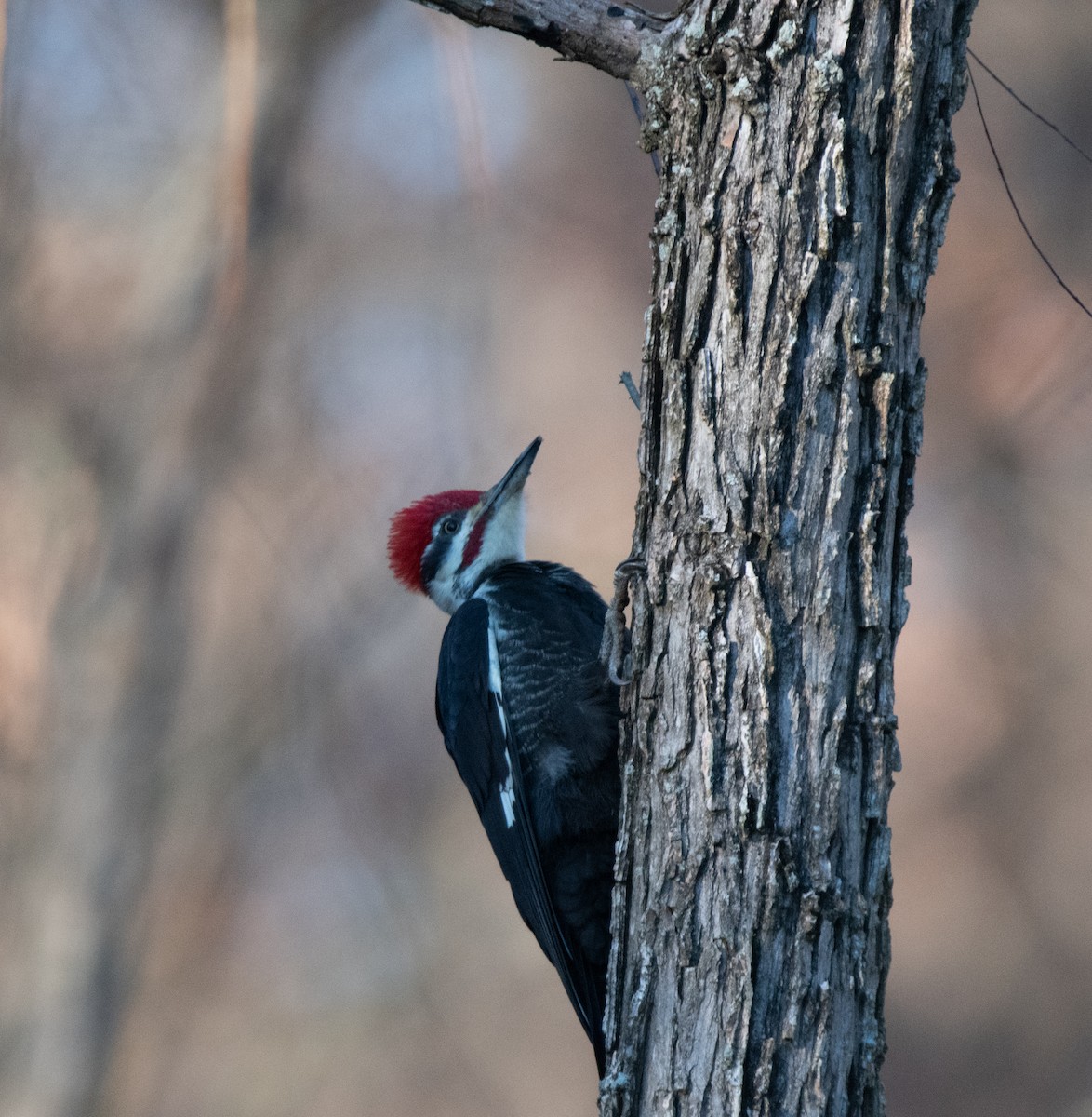 Pileated Woodpecker - ML197826441