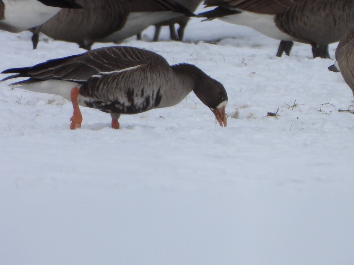 Greater White-fronted Goose - Marcie  Jacklin