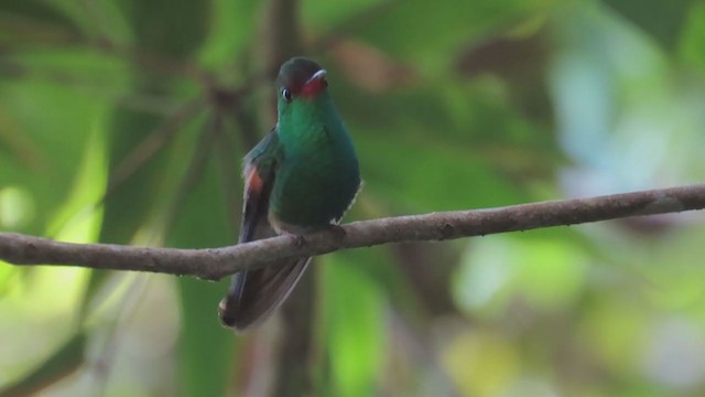 kolibřík půvabný - ML197827851