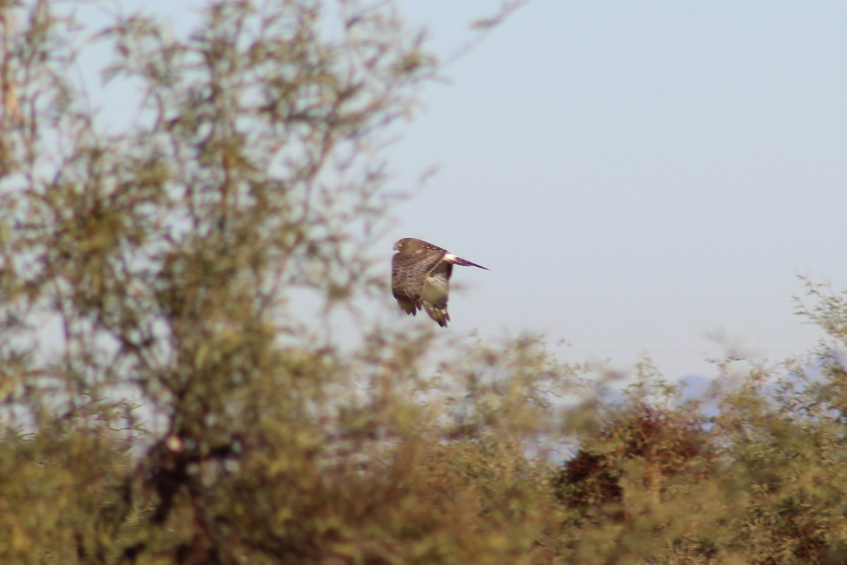 Northern Harrier - ML197827941