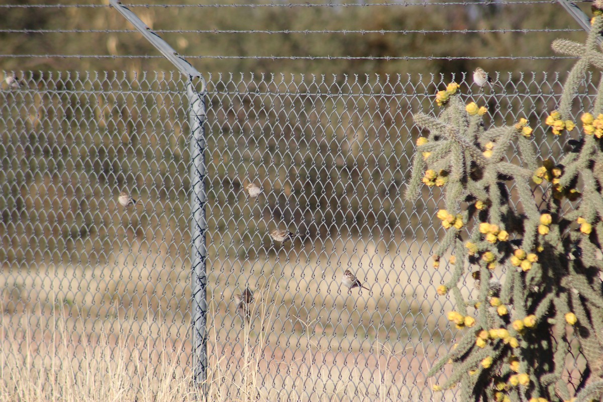 Brewer's Sparrow - ML197828271