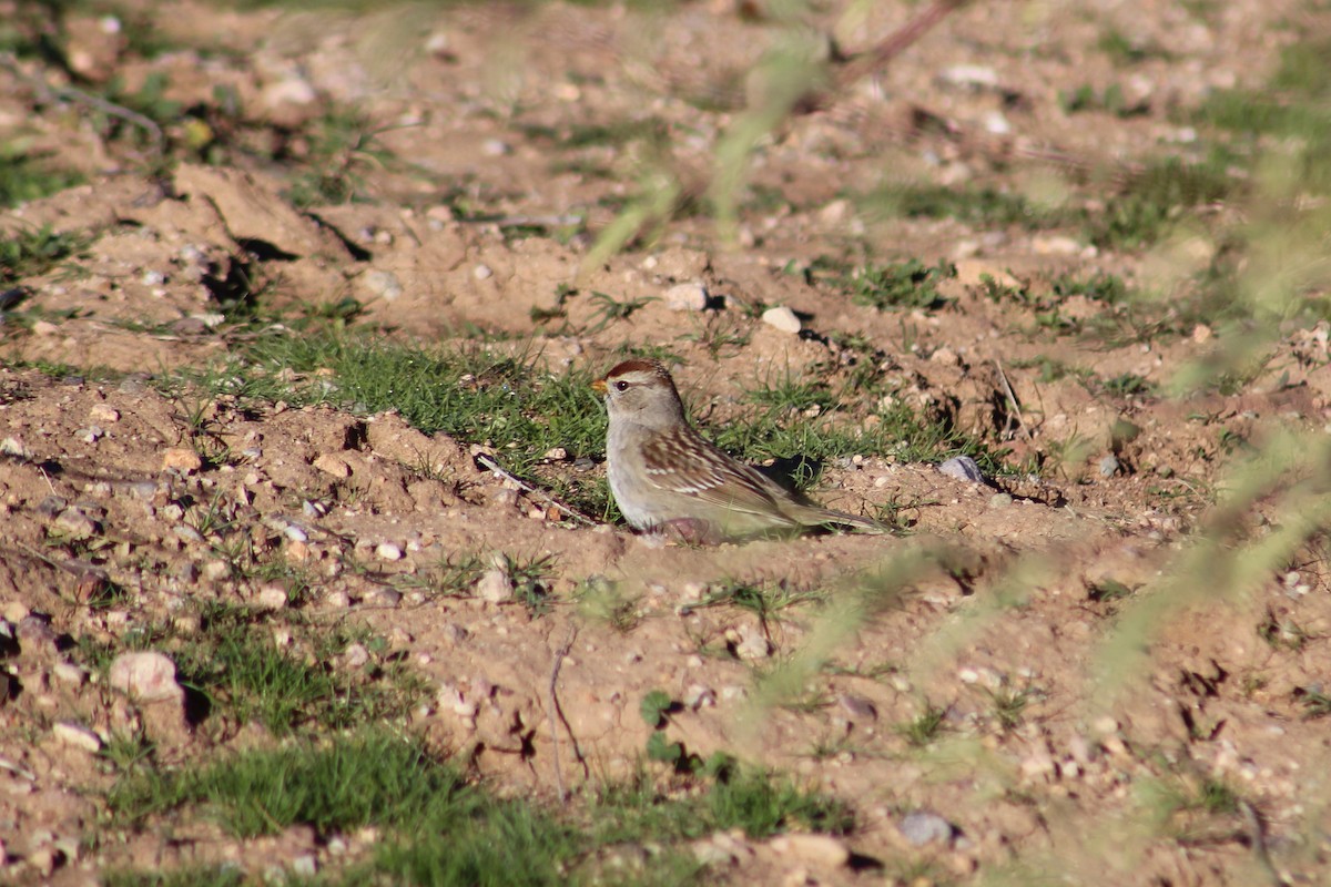 White-crowned Sparrow - ML197828721