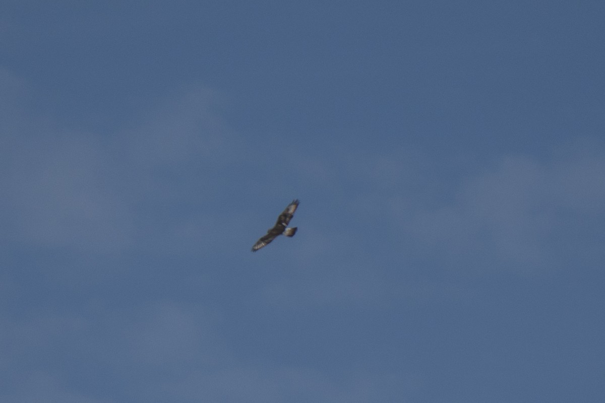 Ferruginous Hawk - Joey Negreann