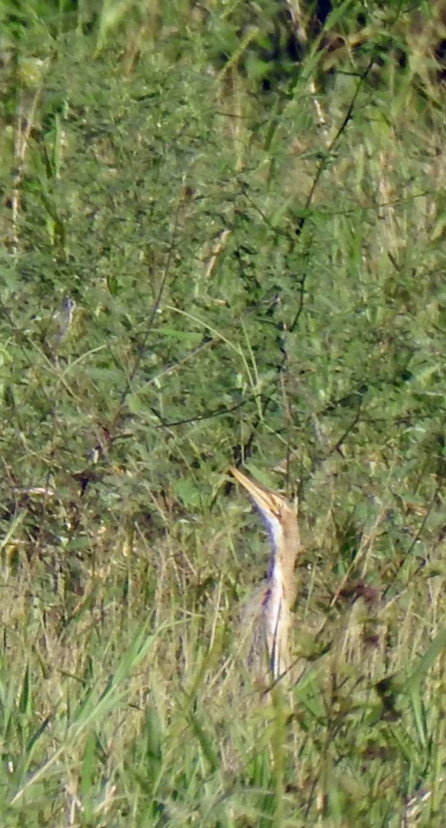 Pinnated Bittern - ML197833481