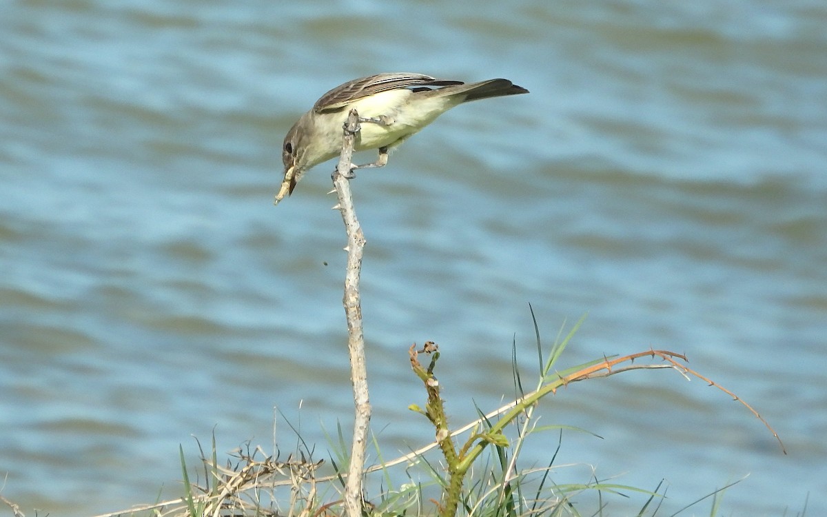 Eastern Phoebe - ML197833781