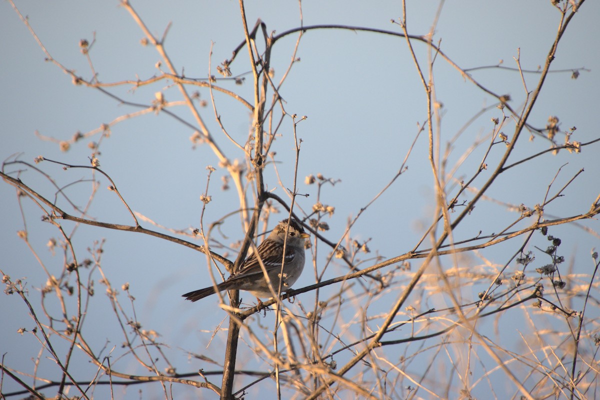White-crowned Sparrow - ML197834281
