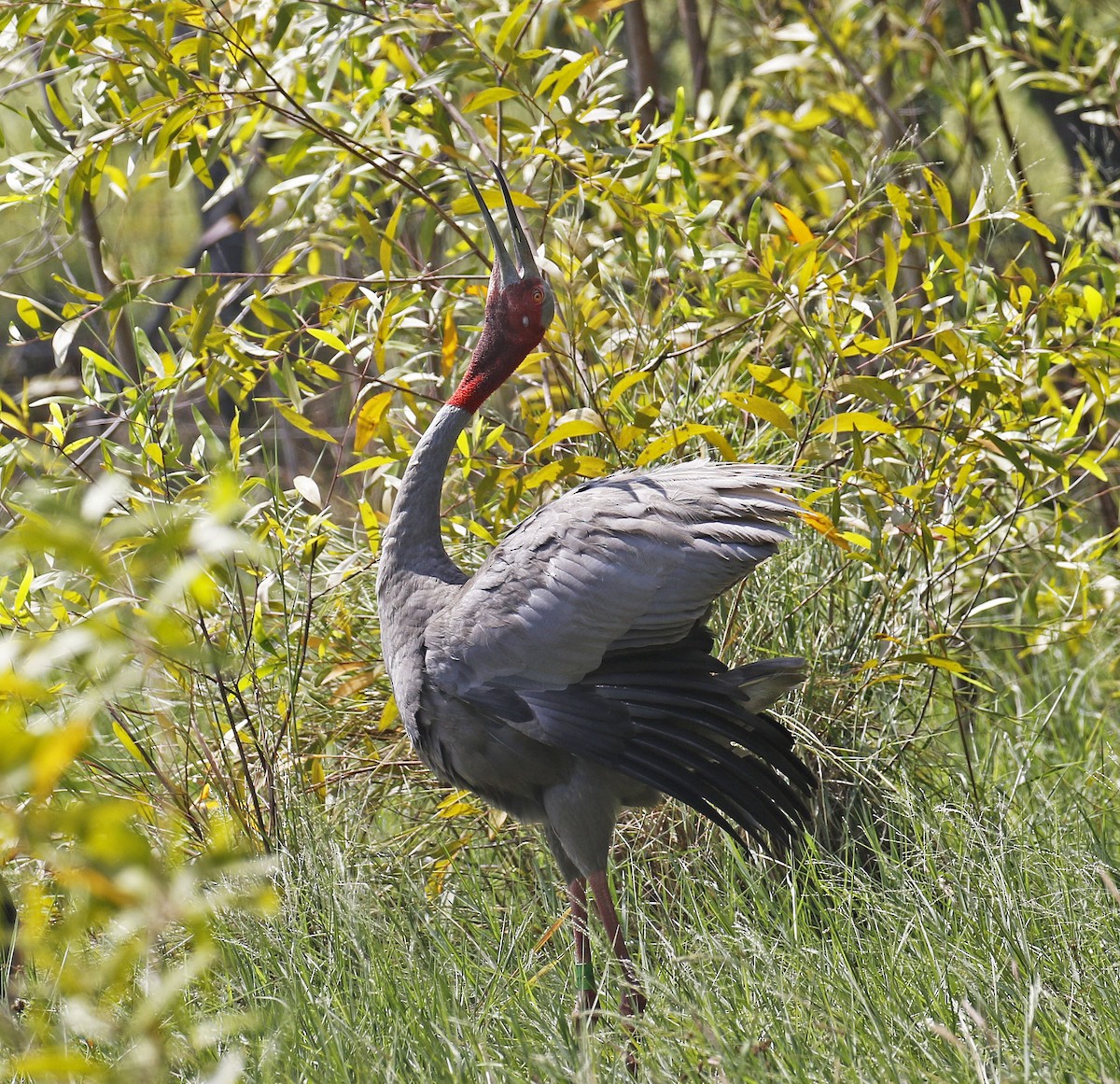 Sarus Crane - ML197834581