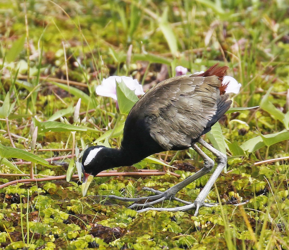 Bronze-winged Jacana - Mark  Hogarth