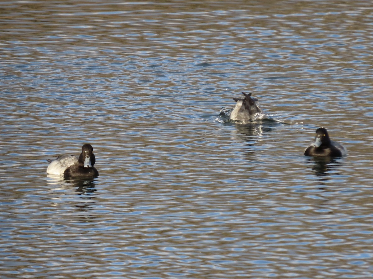 Lesser Scaup - ML197834821