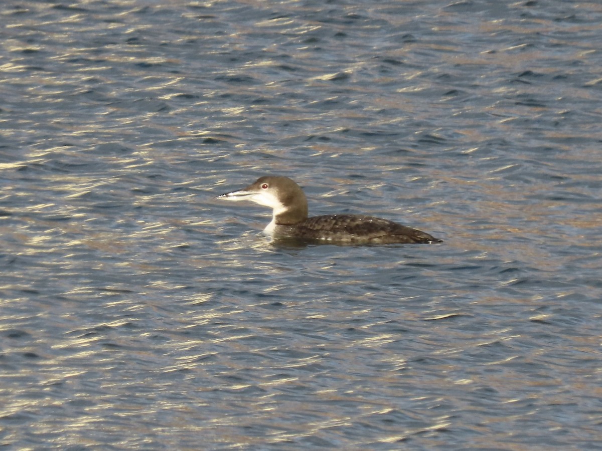 Plongeon huard - ML197834911