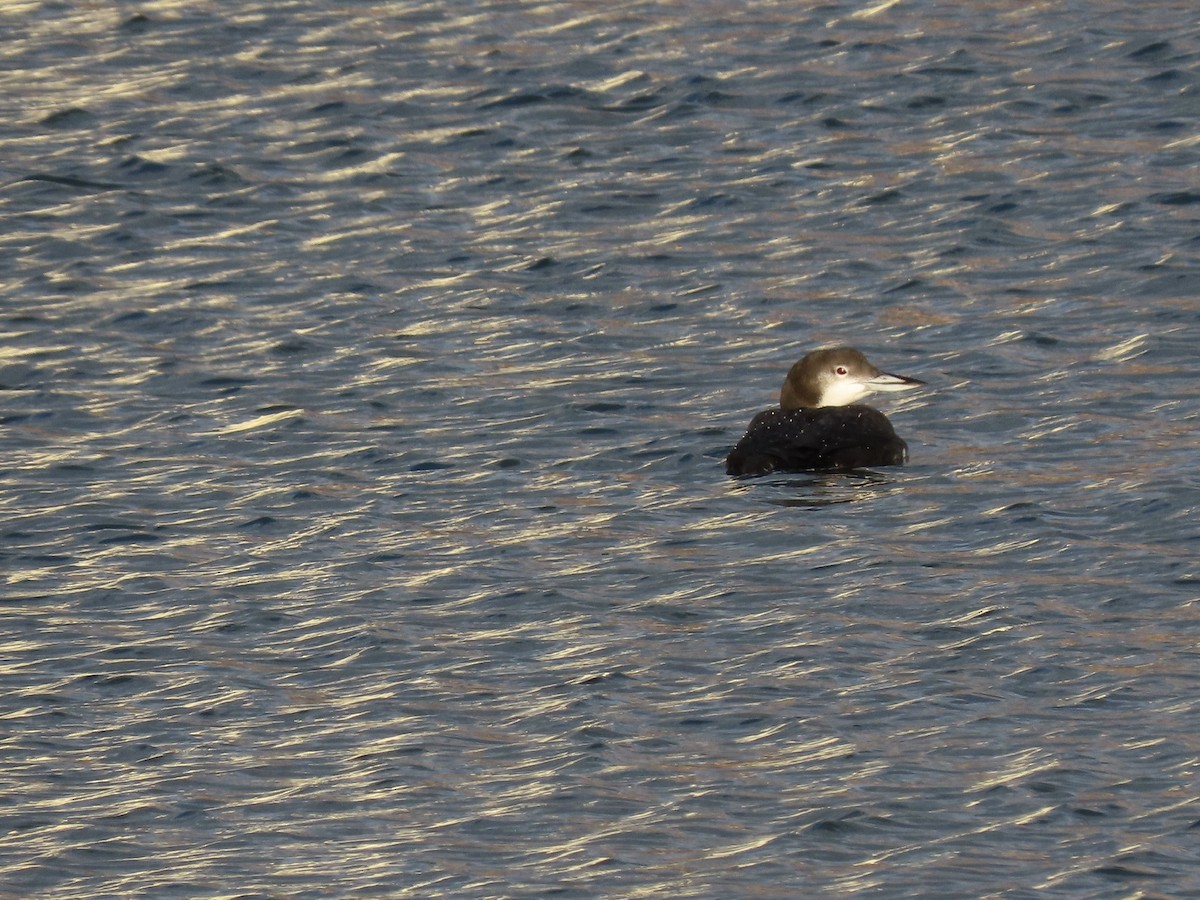 Common Loon - ML197834931