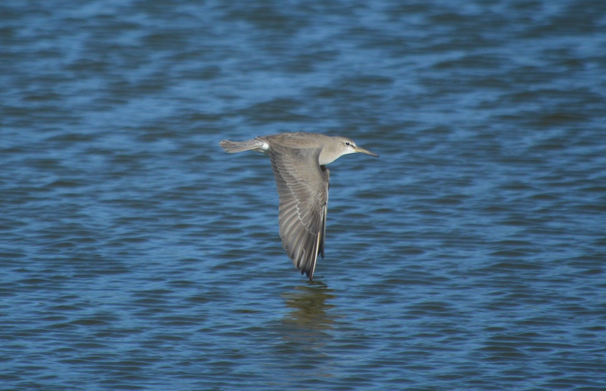 Gray-tailed Tattler - ML197835591