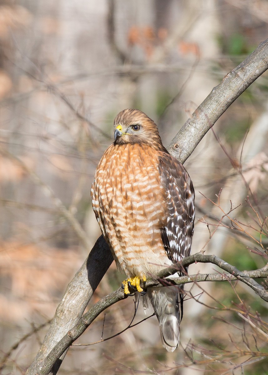 Red-shouldered Hawk - Naseem Reza