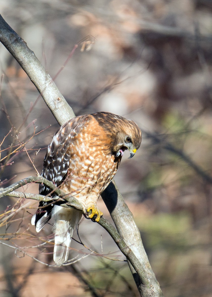 Red-shouldered Hawk - Naseem Reza