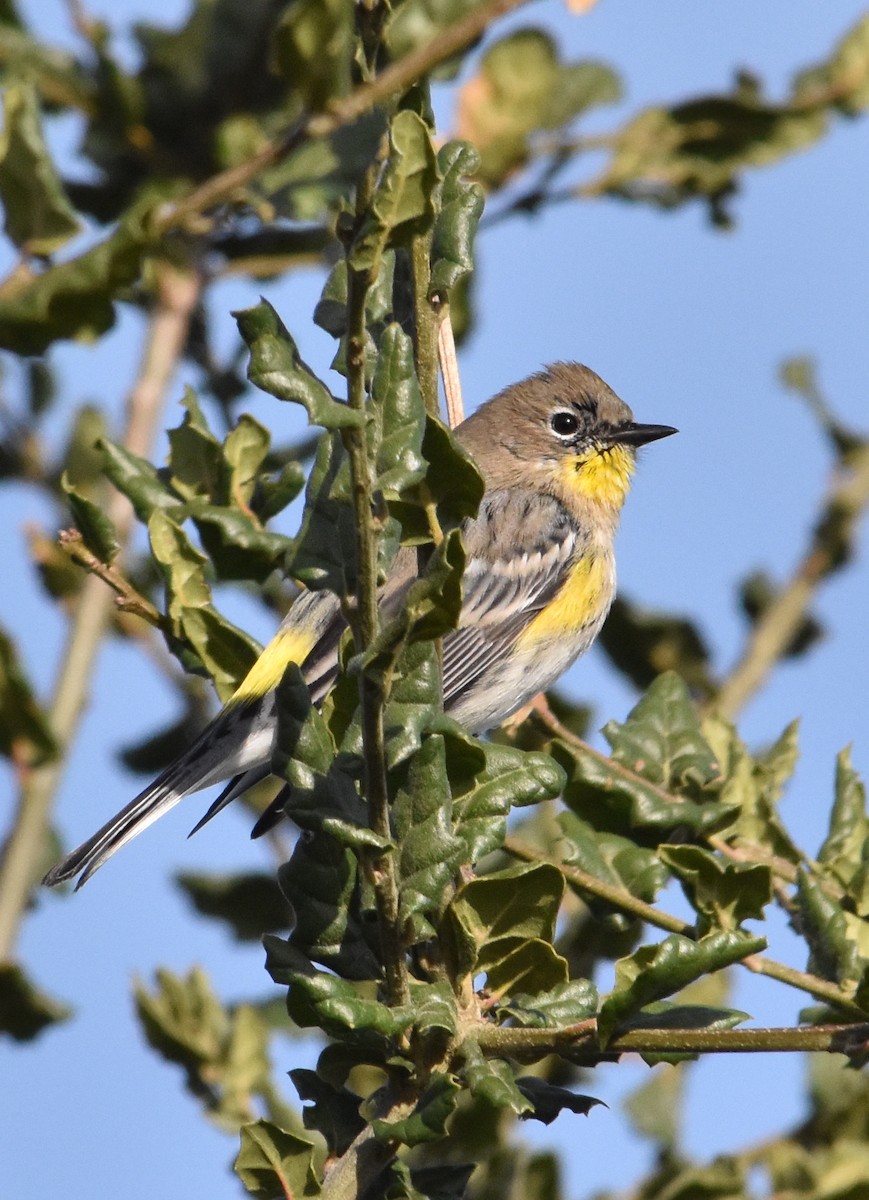 Yellow-rumped Warbler - ML197837571