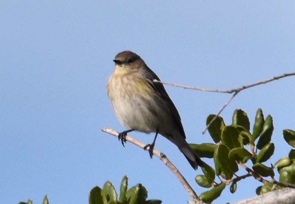 Yellow-rumped Warbler - ML197837591