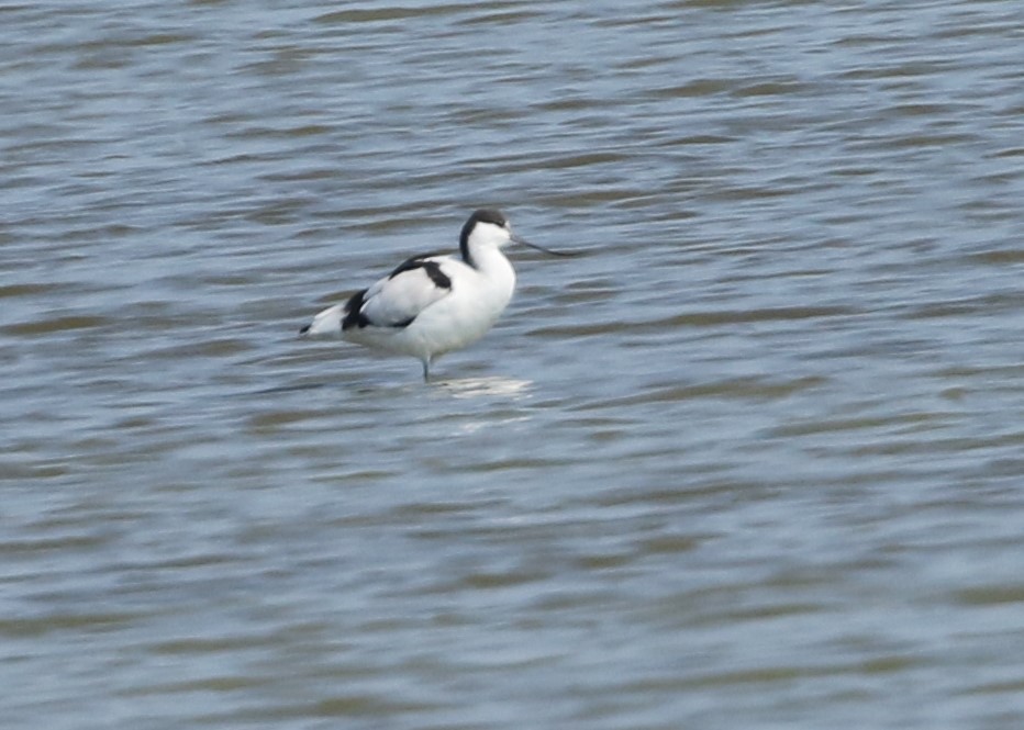 Pied Avocet - ML197838021