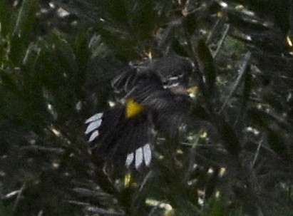 Yellow-rumped Warbler - Lauren Mitchell