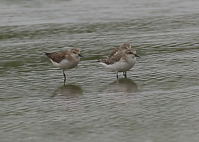 Red-necked Stint - ML197838621