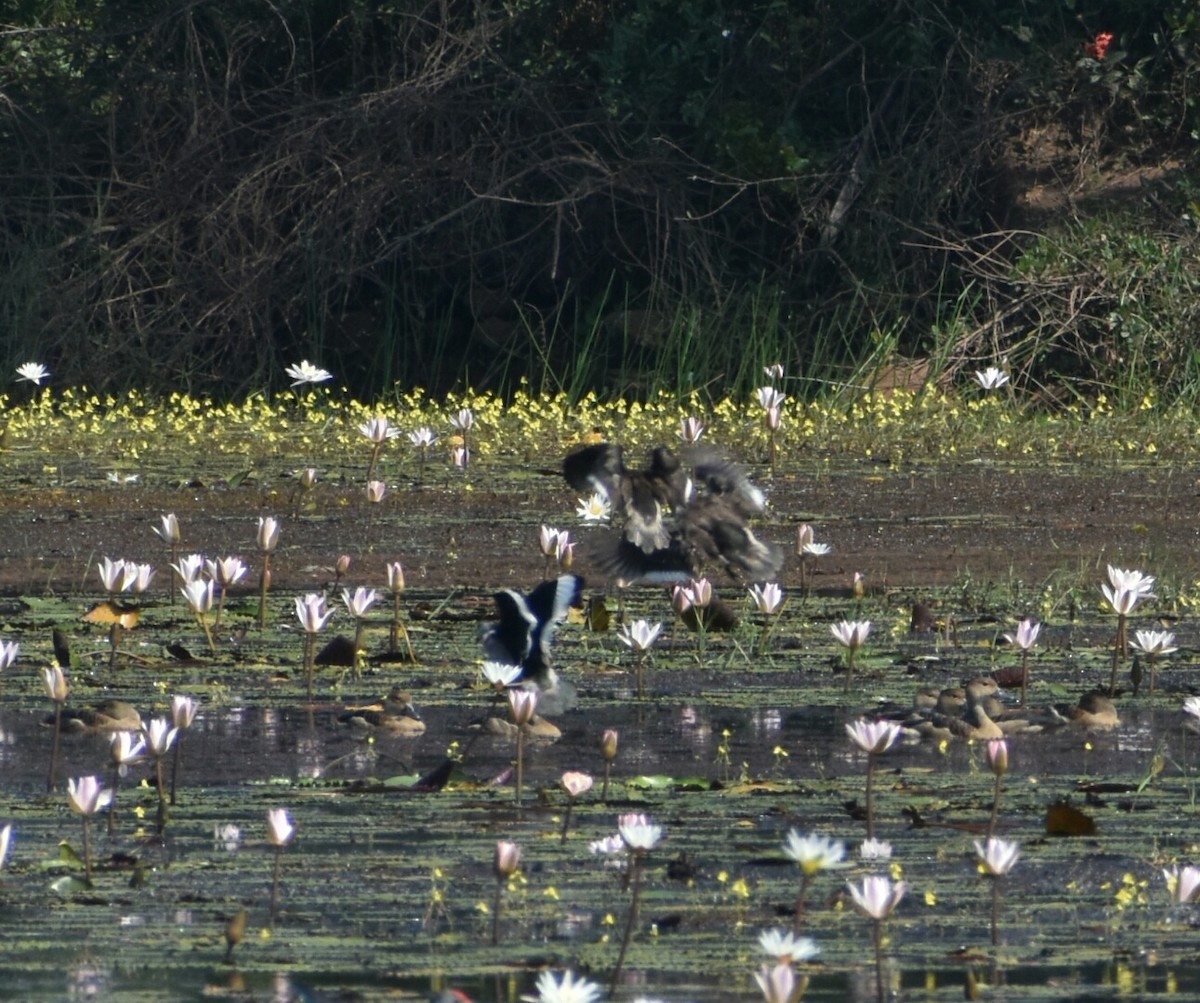 Cotton Pygmy-Goose - ML197838921