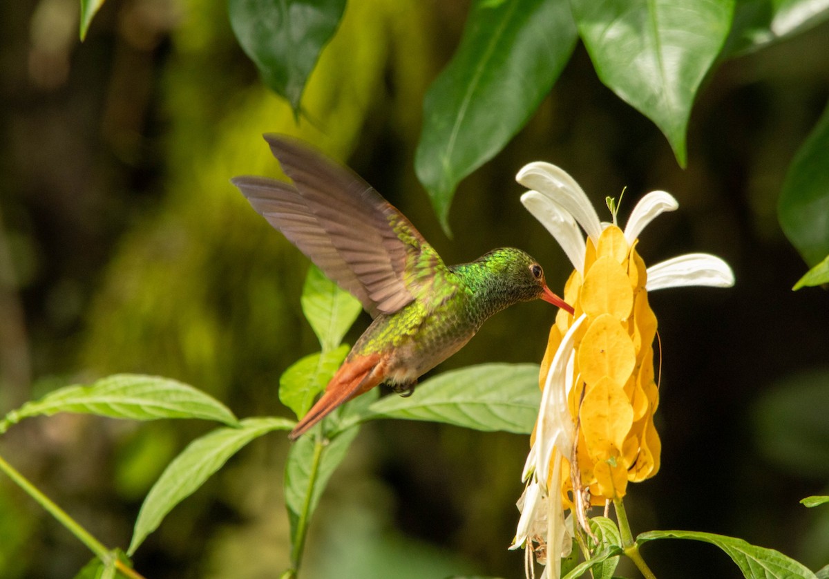 Rufous-tailed Hummingbird - ML197839341