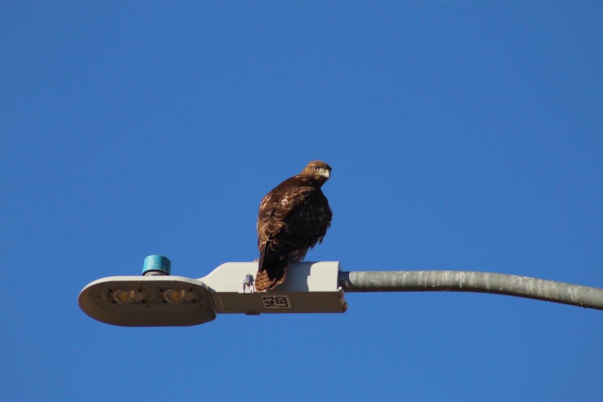 Red-tailed Hawk - ML197839381