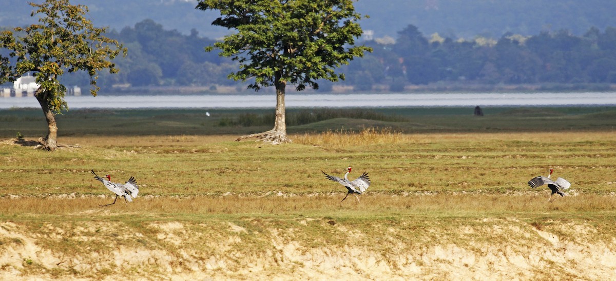 Sarus Crane - ML197839391