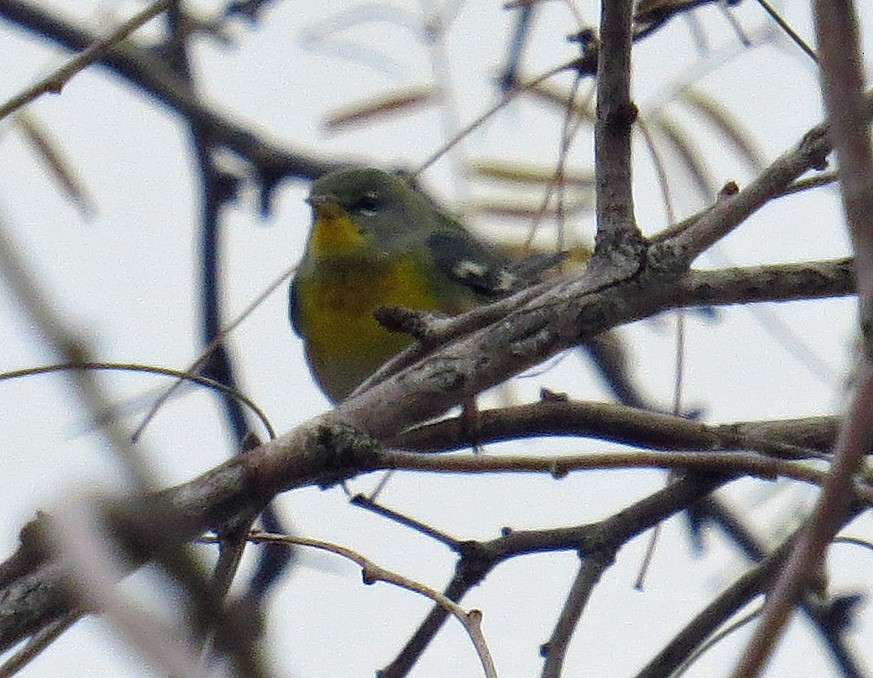 Northern Parula - Kelli Heindel