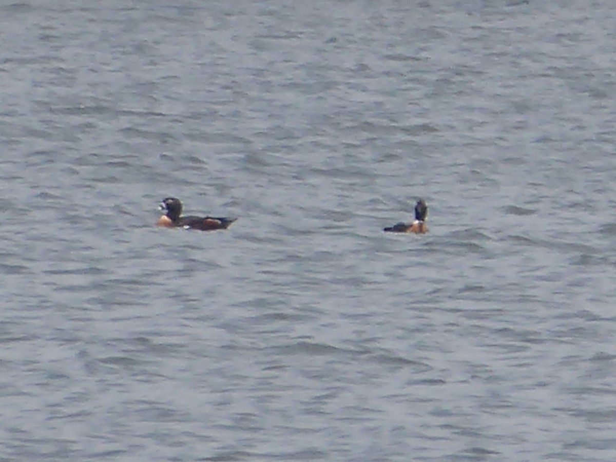 Australian Shelduck - ML197842461