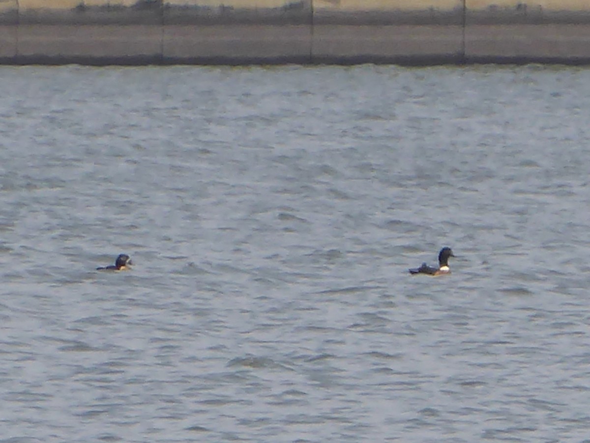 Australian Shelduck - ML197842481