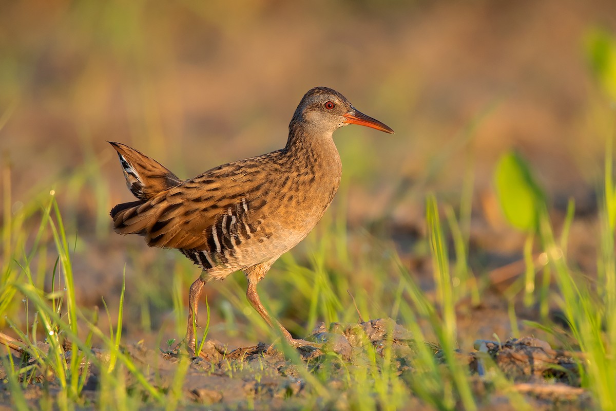 Brown-cheeked Rail - ML197842921