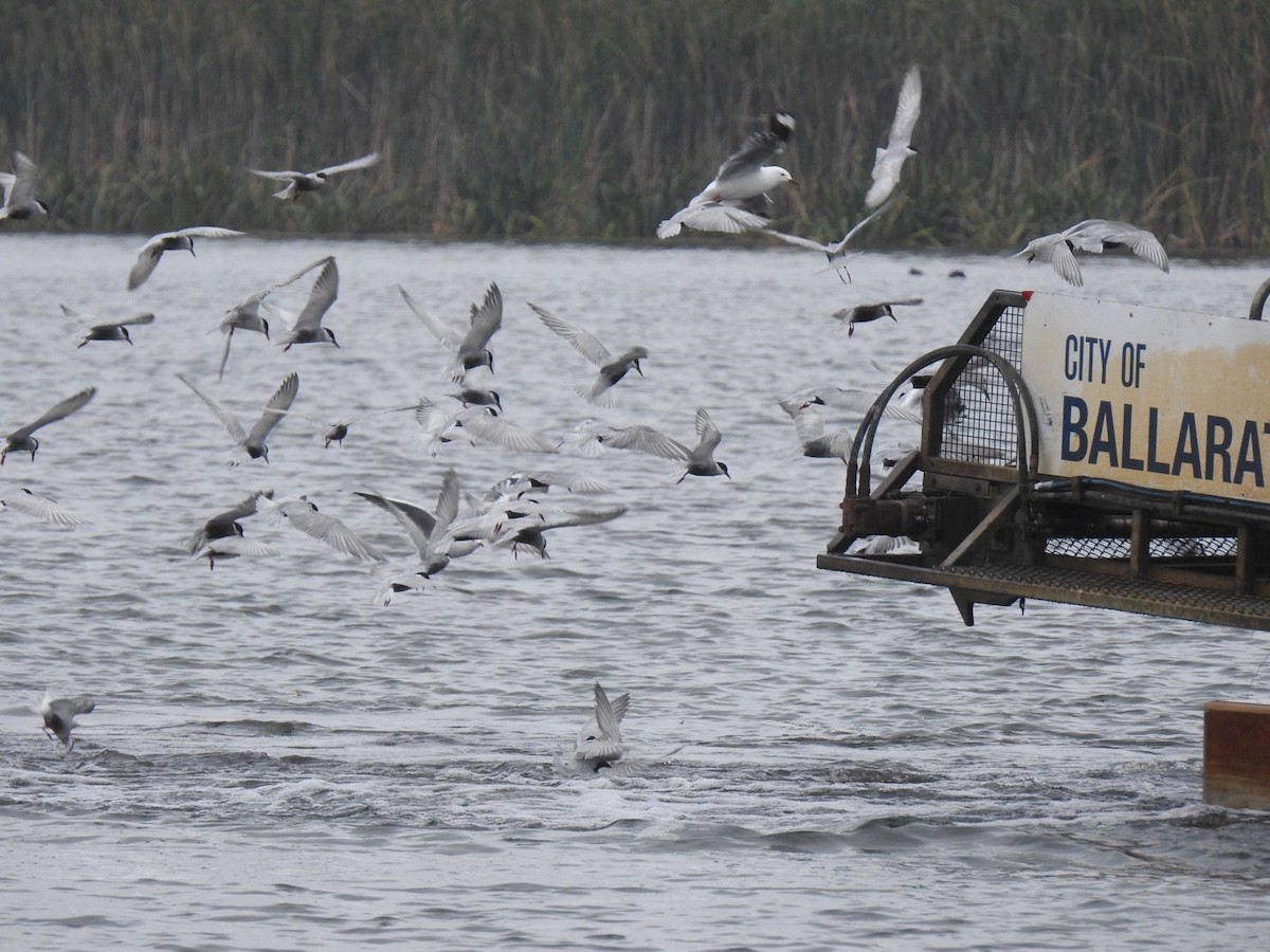 Whiskered Tern - ML197843291