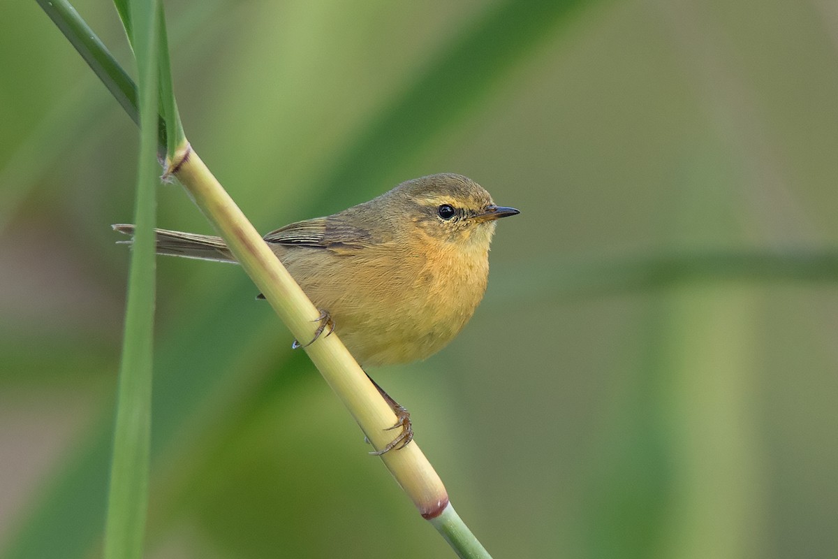 Buff-throated Warbler - ML197843601