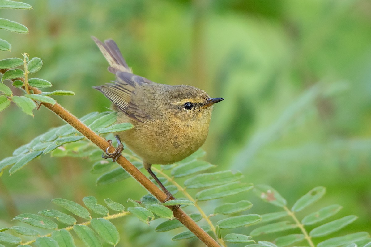 Buff-throated Warbler - ML197843621