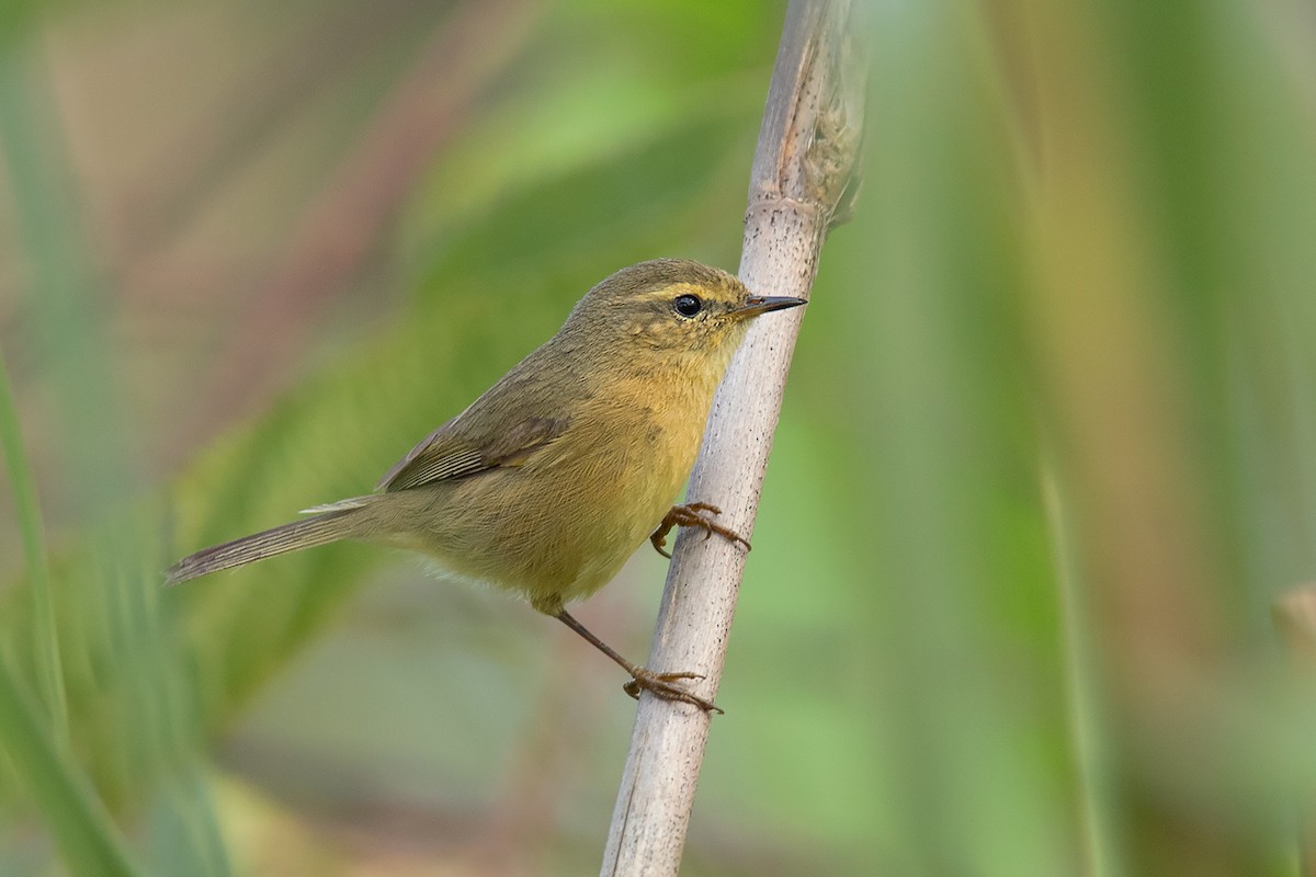 Buff-throated Warbler - ML197843651