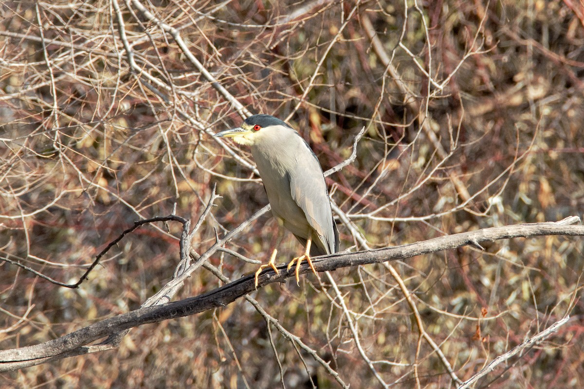 Black-crowned Night Heron - Vic Hubbard