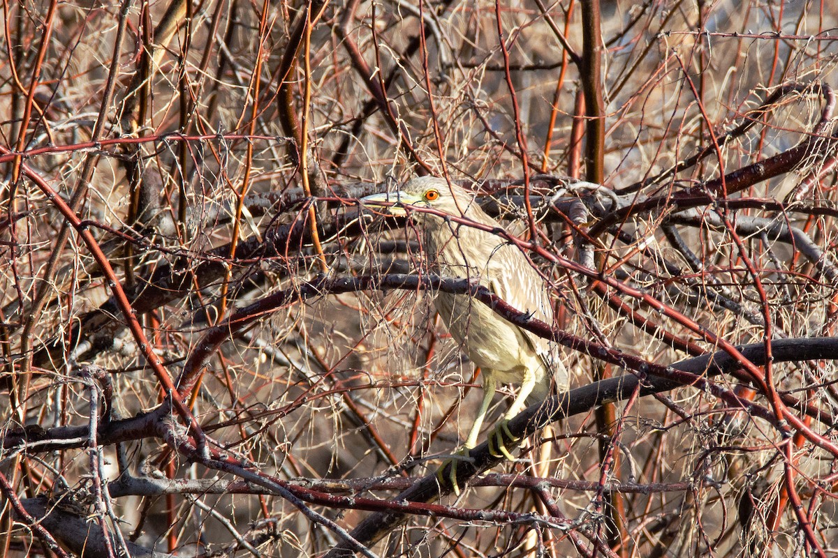 Black-crowned Night Heron - Vic Hubbard