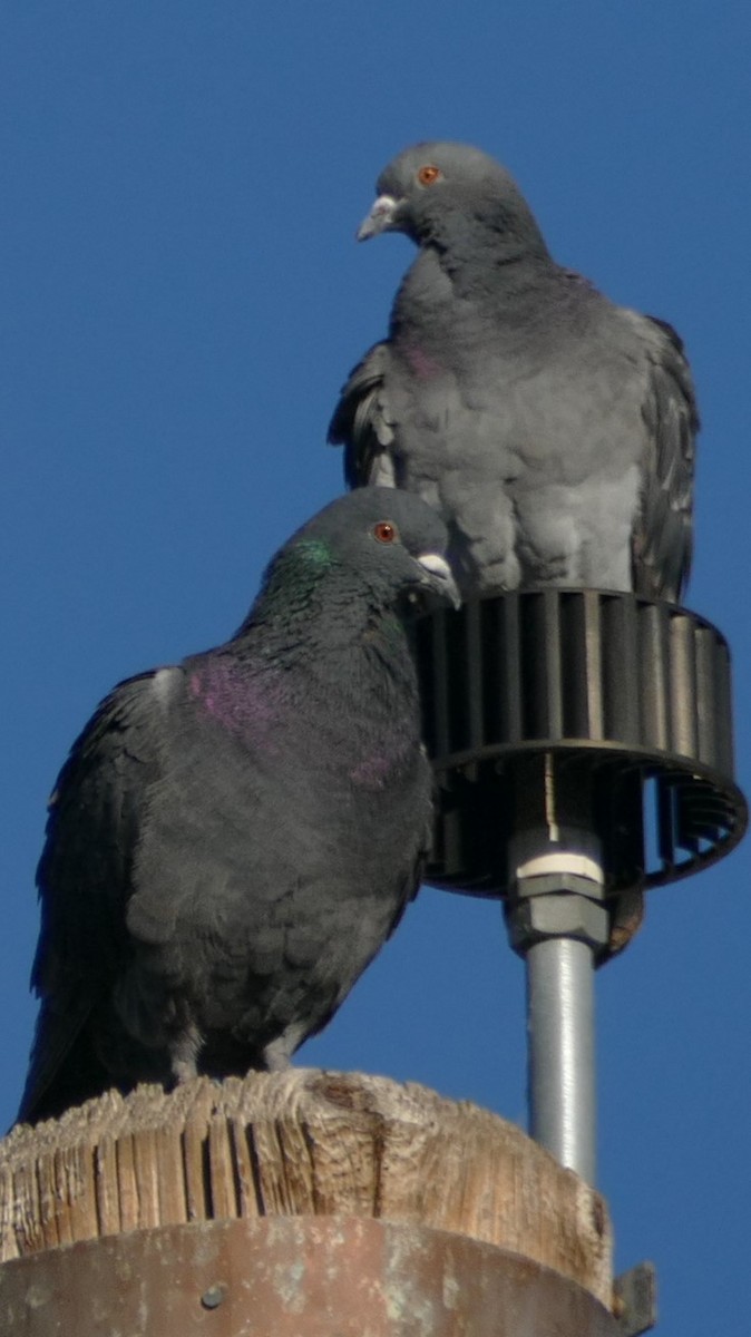 Rock Pigeon (Feral Pigeon) - ML197844771