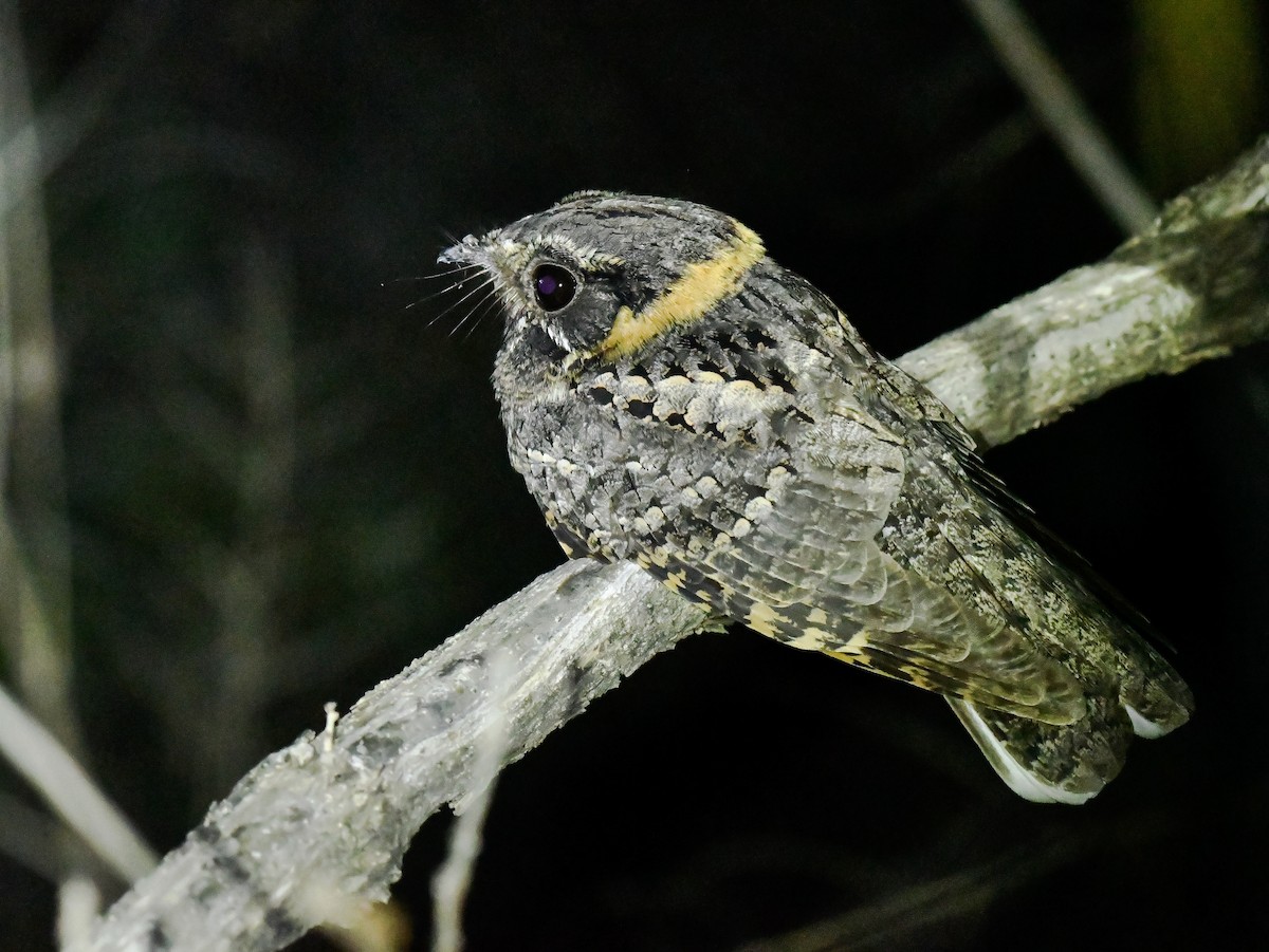 Buff-collared Nightjar - ML197846361