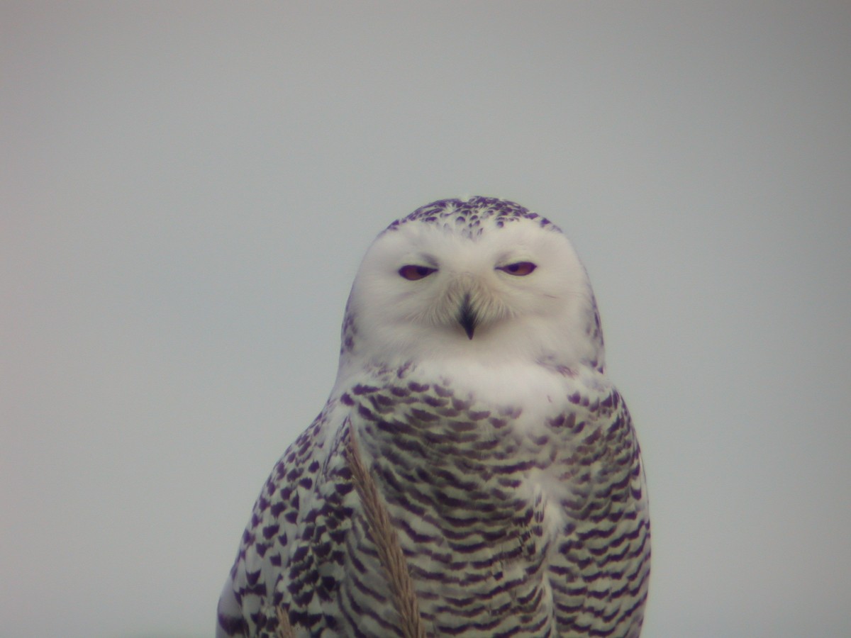 Snowy Owl - ML197847831